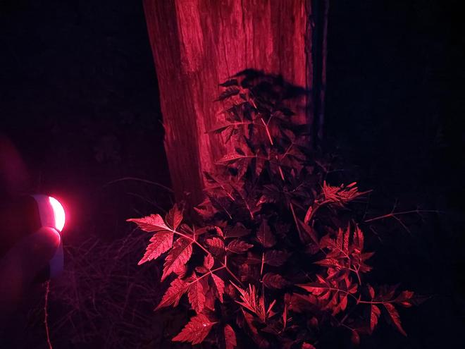 小魔方头灯体验让你爱不释手！瓦力棋牌超轻超能！Fenix(图26)